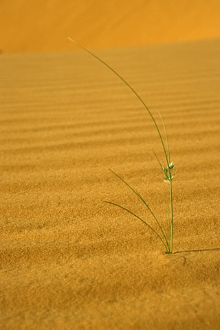 https://www.transafrika.org/media/Bilder Mauretanien/Pflanze-Sahara.jpg